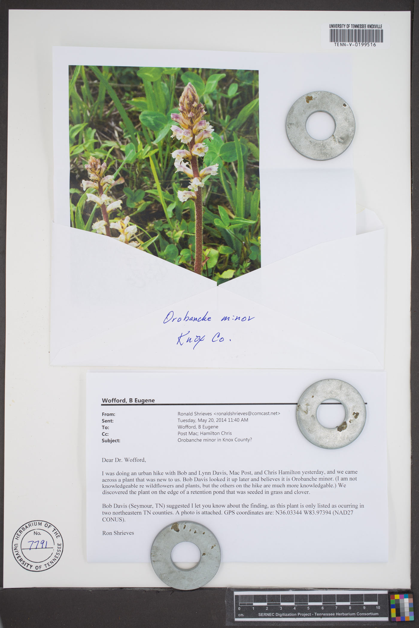 Orobanche minor image