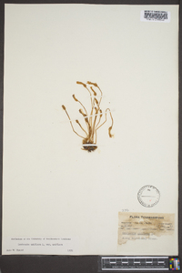 Orobanche uniflora image