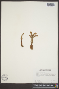 Orobanche fasciculata image