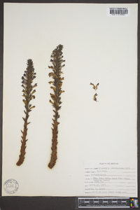 Orobanche arizonica image