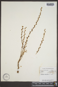 Epifagus virginiana image