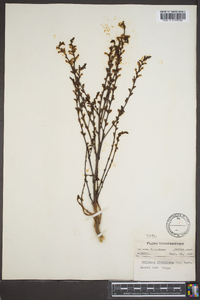 Epifagus virginiana image