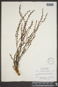 Epifagus virginiana image