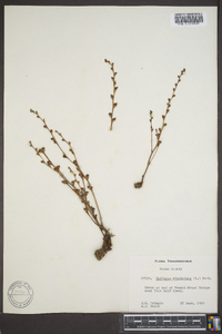 Epifagus virginiana image