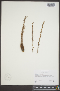 Epifagus virginiana image