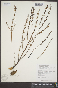 Epifagus virginiana image