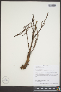 Epifagus virginiana image