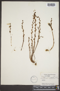 Epifagus virginiana image