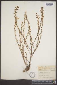 Epifagus virginiana image