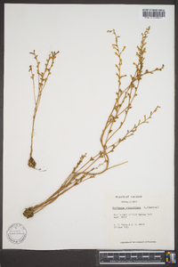 Epifagus virginiana image