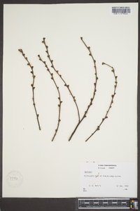 Epifagus virginiana image