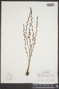 Epifagus virginiana image