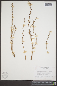 Epifagus virginiana image