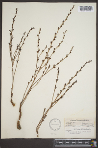 Epifagus virginiana image