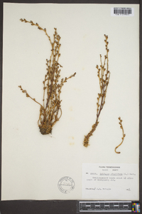 Epifagus virginiana image