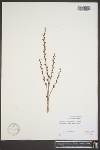 Epifagus virginiana image