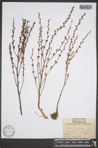 Epifagus virginiana image