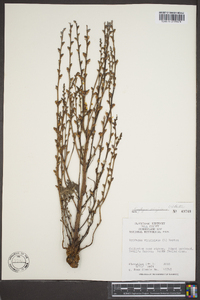 Epifagus virginiana image