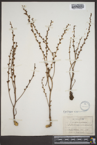 Epifagus virginiana image