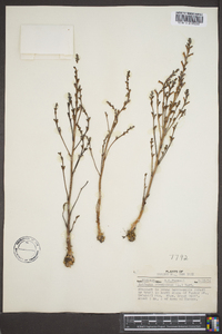 Epifagus virginiana image