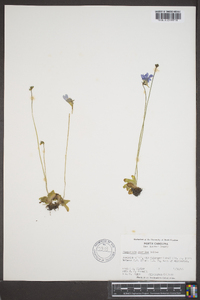 Pinguicula caerulea image