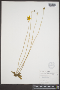 Pinguicula lutea image