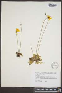 Pinguicula lutea image