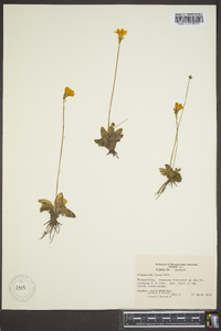 Pinguicula lutea image