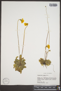 Pinguicula lutea image