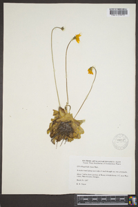 Pinguicula lutea image