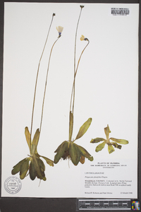 Pinguicula planifolia image