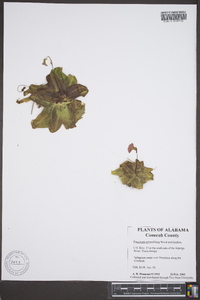 Pinguicula primuliflora image