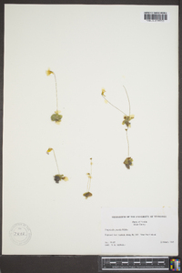 Pinguicula pumila image