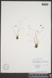 Pinguicula pumila image