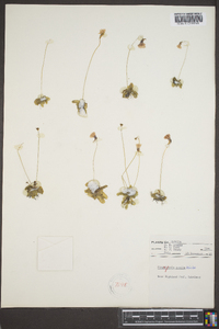 Pinguicula pumila image