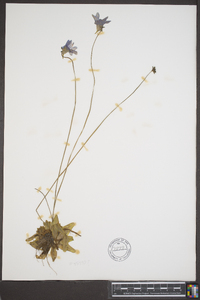 Pinguicula pumila image