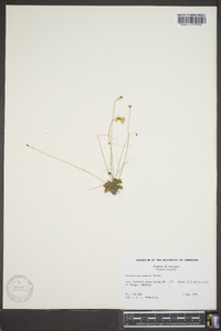 Pinguicula pumila image