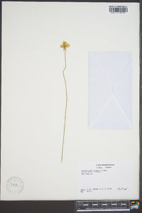 Utricularia cornuta image