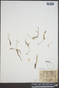 Utricularia gibba image