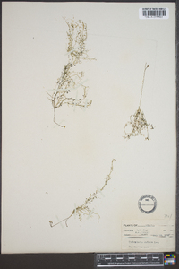 Utricularia gibba image