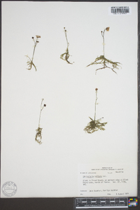 Utricularia gibba image