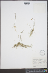 Utricularia gibba image