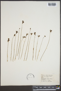 Utricularia cornuta image