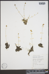 Utricularia cornuta image