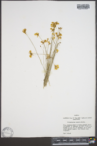 Utricularia cornuta image