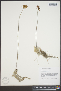 Utricularia cornuta image