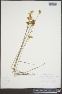 Utricularia cornuta image