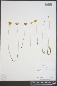 Utricularia cornuta image