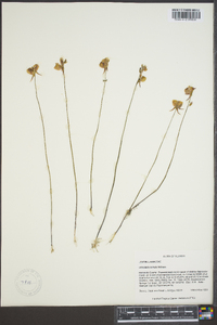 Utricularia cornuta image