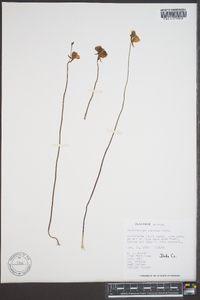 Utricularia cornuta image